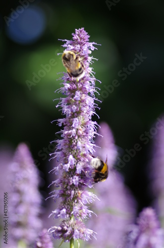 Bee With Flower