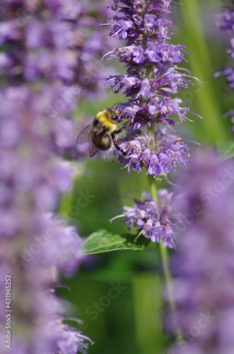 Bee With Flower