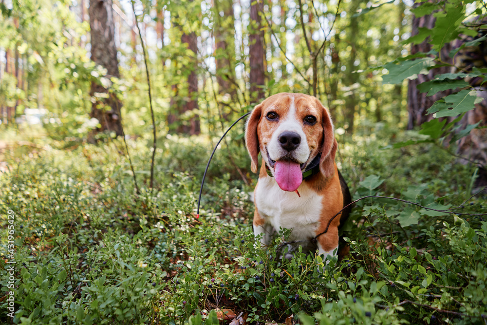 Cute bigle dog hunting in summer forest.