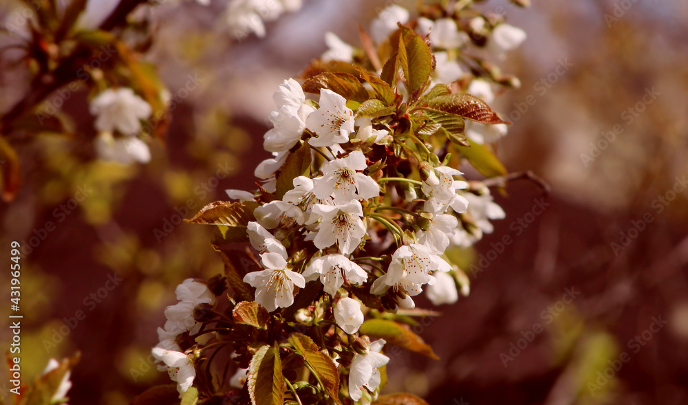 wiosenna gałązka drzewa owocowego z białymi kwiatami - obrazy, fototapety, plakaty 