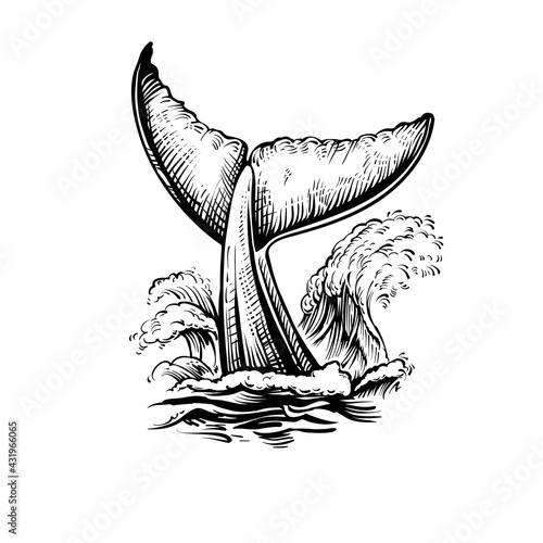 Whale tail with water waves, vector black and white illustration.