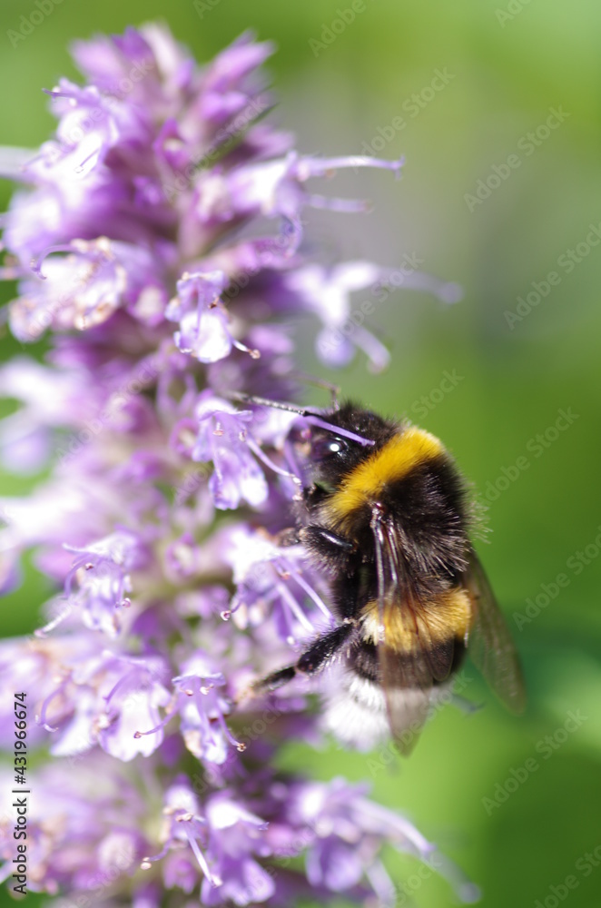 Flower With Bee Flower With Bee