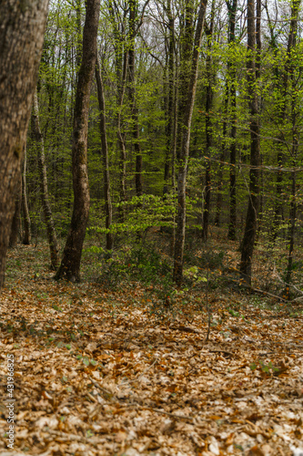 Green forest full of fallen leaves on the ground