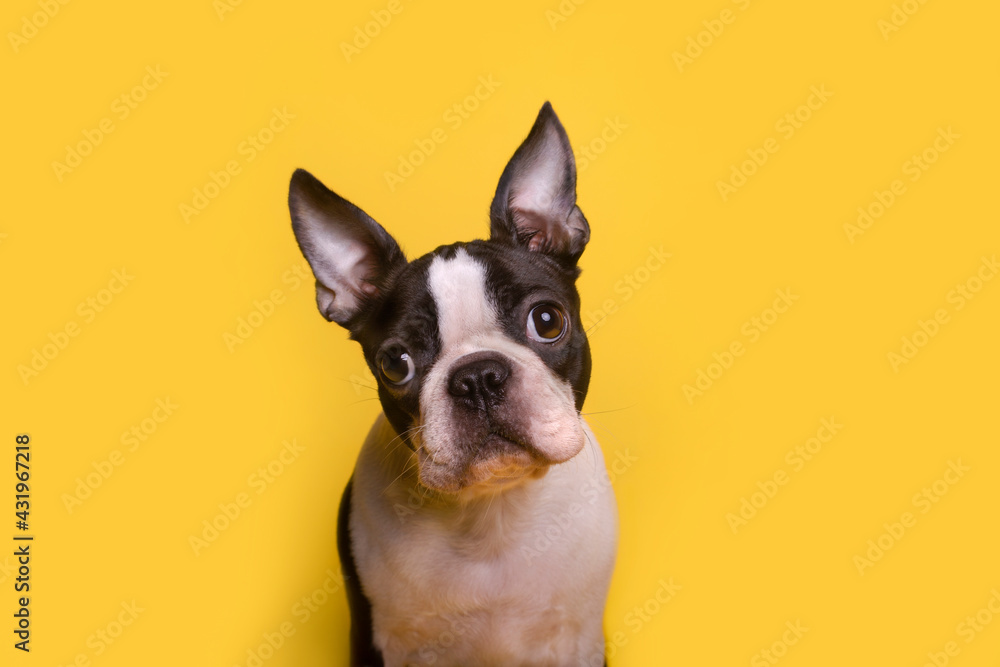 Portrait of brown and white Boston Terrier puppy sitting against yellow background Portrait of brown and white Boston Terrier puppy sitting against yellow background