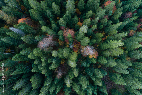 Drone view of green coniferous forest in autumn photo