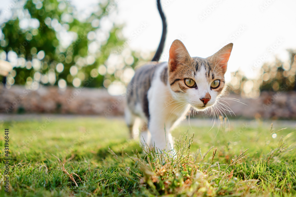 Kitty cat in city park.