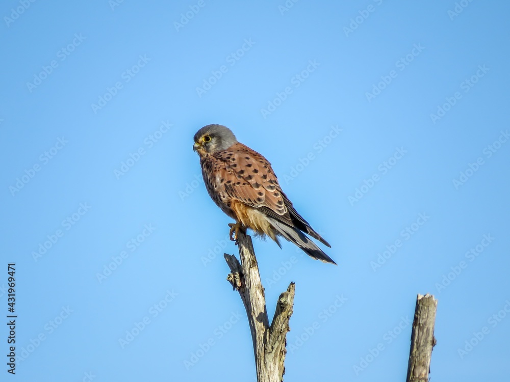 the kestrel a bird of prey with pointed wings and long tail