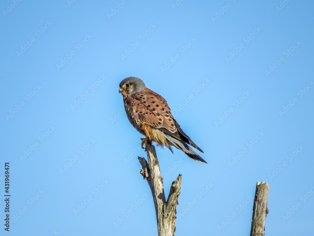 the kestrel a bird of prey with pointed wings and long tail the kestrel a bird of prey with pointed wings and long tail