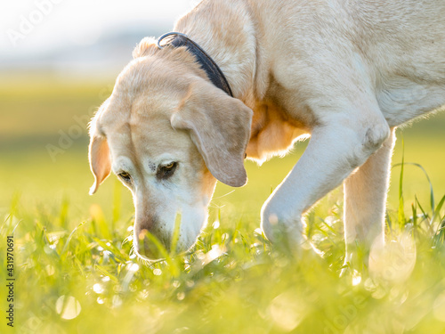 Labrador Retriever on meadow in meadow