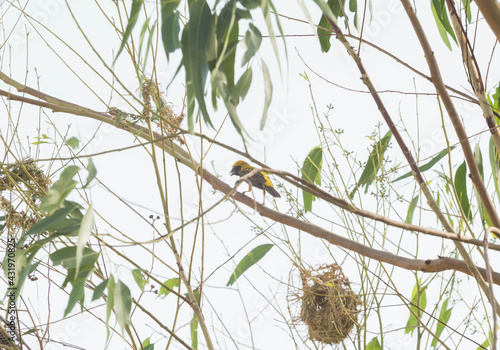 Asian golden weaver