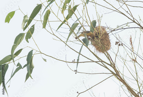 Asian Golden Weaver