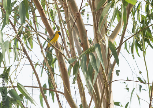 Asian golden weaver