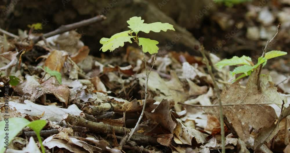 The sapling of a Quercus petraea, sessile oak on a forest floor The sapling of a Quercus petraea, sessile oak on a forest floor