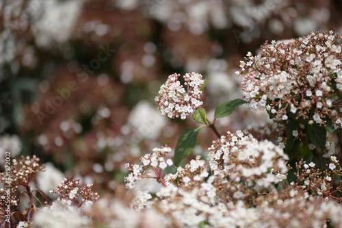 Shrub with small white flowers in the summer garden