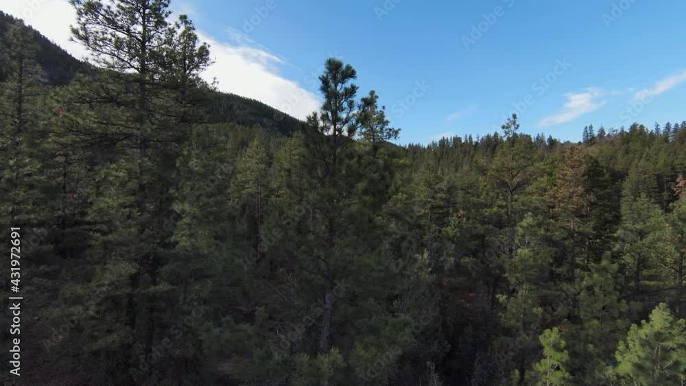 Aerial view flying through pine and fir forest Aerial view flying through pine and fir forest