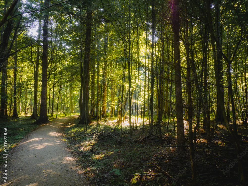 Fototapeta premium path in the forest