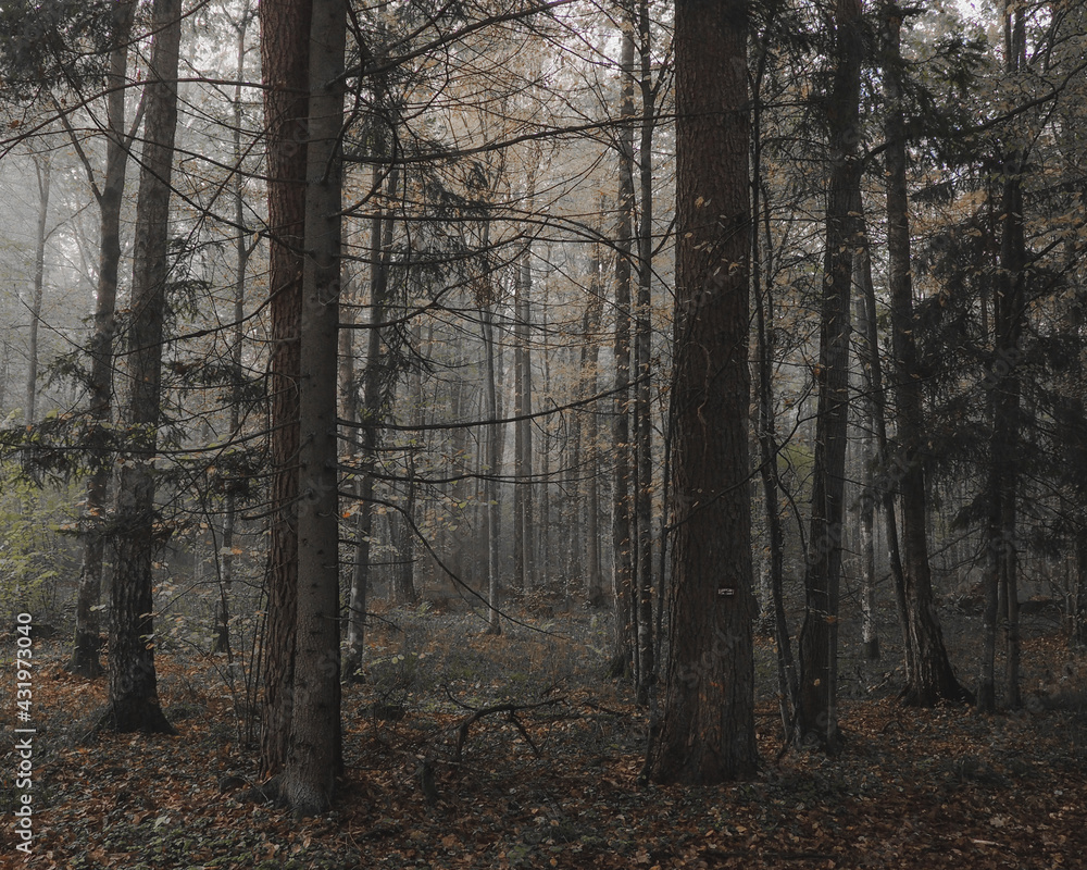 Obraz premium forest in the fog