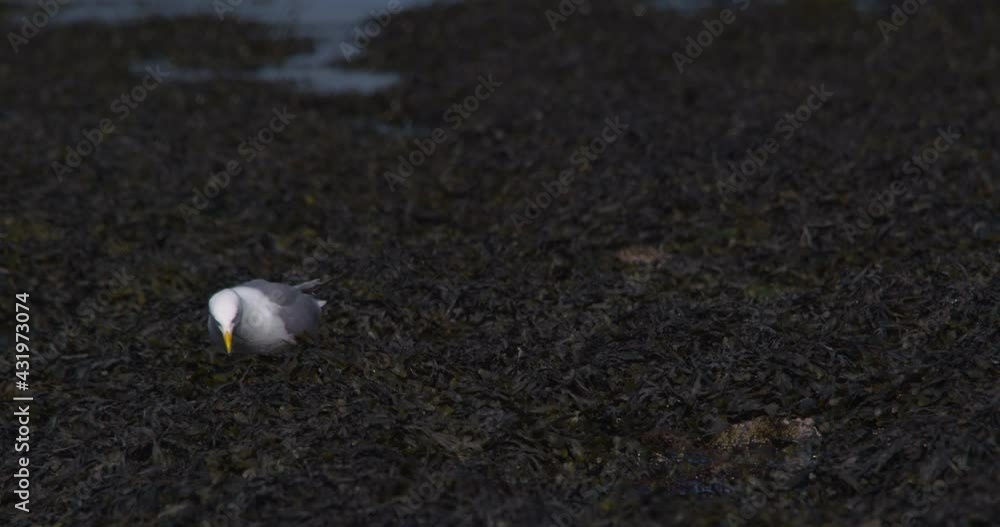 Large Herring gull sea bird using beak to move search shore seaweed Large Herring gull sea bird using beak to move search shore seaweed