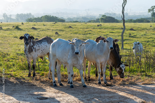 herd of nelore cattle in the field