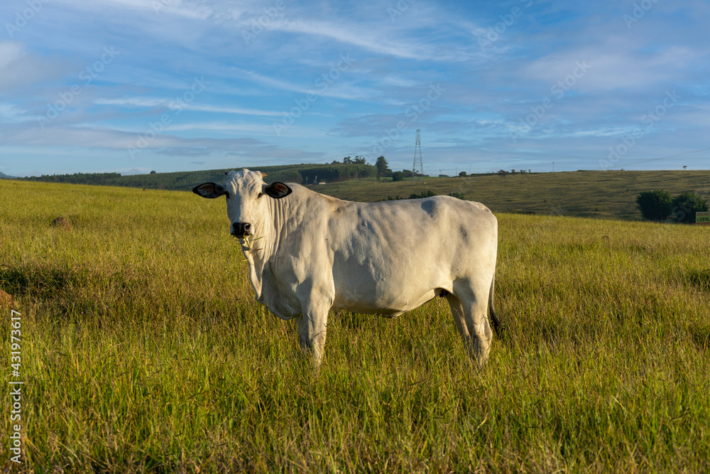 Nelore cow on pasture with blue sky Nelore cow on pasture with blue sky