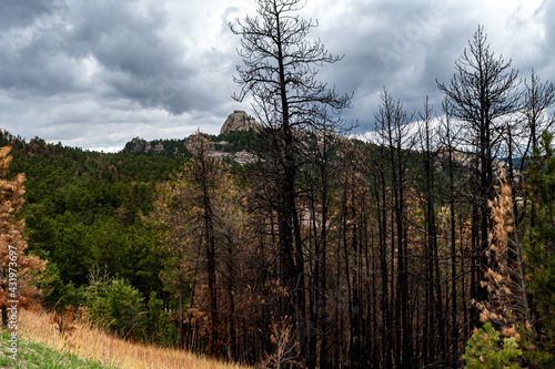 Black Hills National Forest Near Rapid City, SD photo