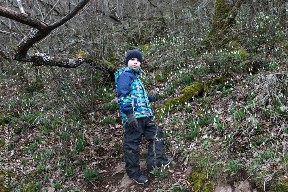 Naklejka premium Child among snowdrops on Bear mountain