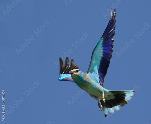 European Roller in flight, Coracias garrulus photo