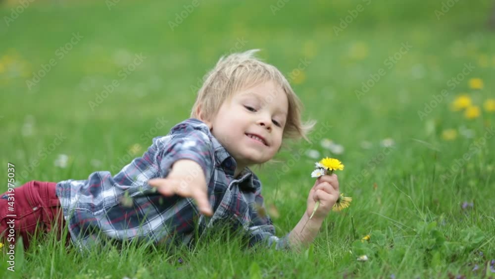 Beatiful toddler blond child, cute boy, lying in the grass in daisy and dandelions flower filed Beatiful toddler blond child, cute boy, lying in the grass in daisy and dandelions flower filed