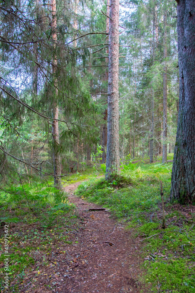 Obraz premium path in the forest