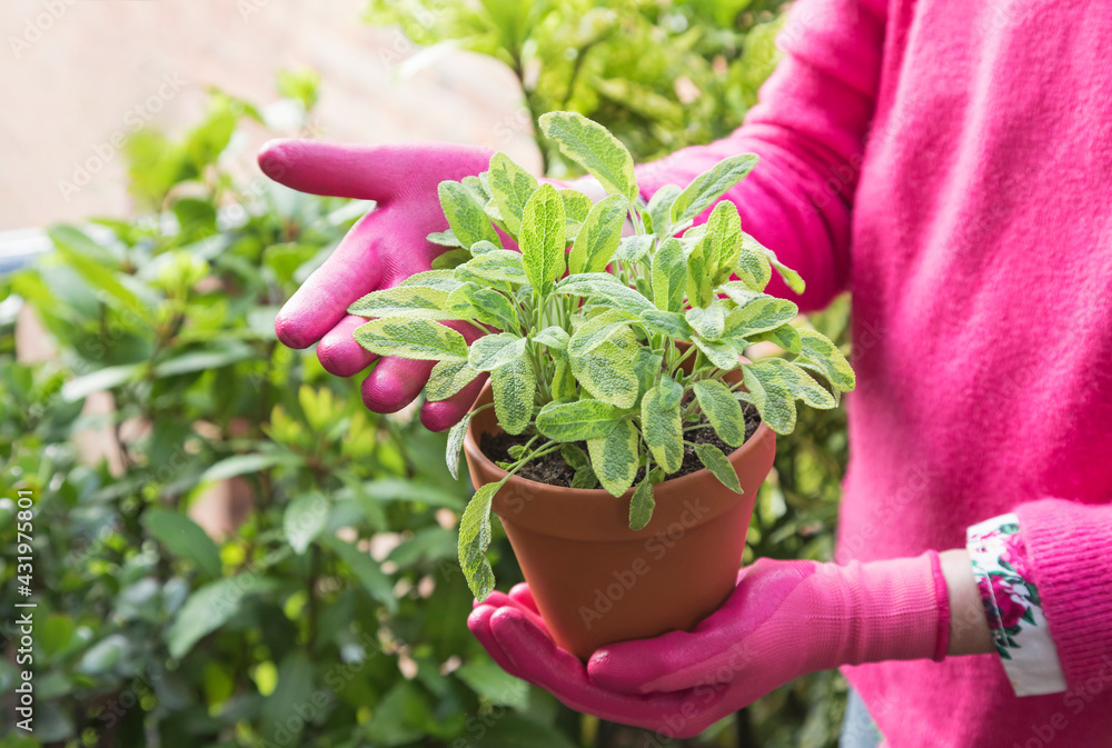 Hands of woman wearing gardening gloves holding potted sage (Salvia officinalis) Hands of woman wearing gardening gloves holding potted sage (Salvia officinalis)
