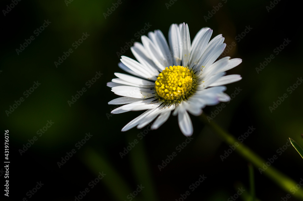 Morning daisy in the grass, close up Morning daisy in the grass, close up