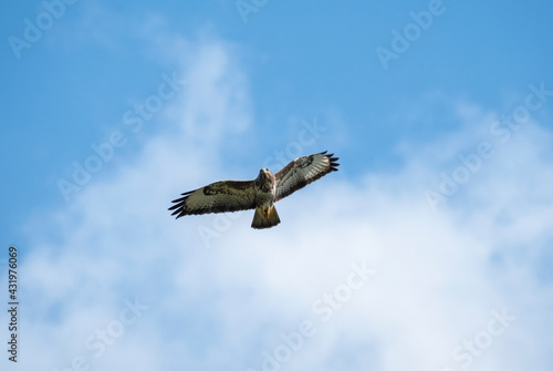 Buzzard flying against blue sky