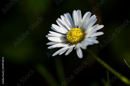 Morning daisy in the grass  close up