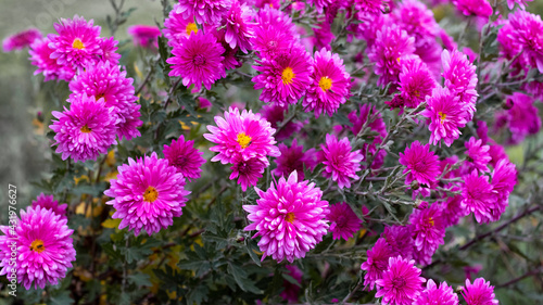 Pink chrysanthemums on the flowerbed. Autumn flowers