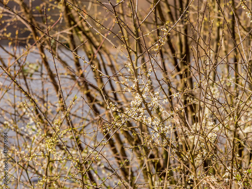 Wallpaper Mural Early flowers on trees at Pickmere Lake, Knustford, Cheshire, UK Torontodigital.ca