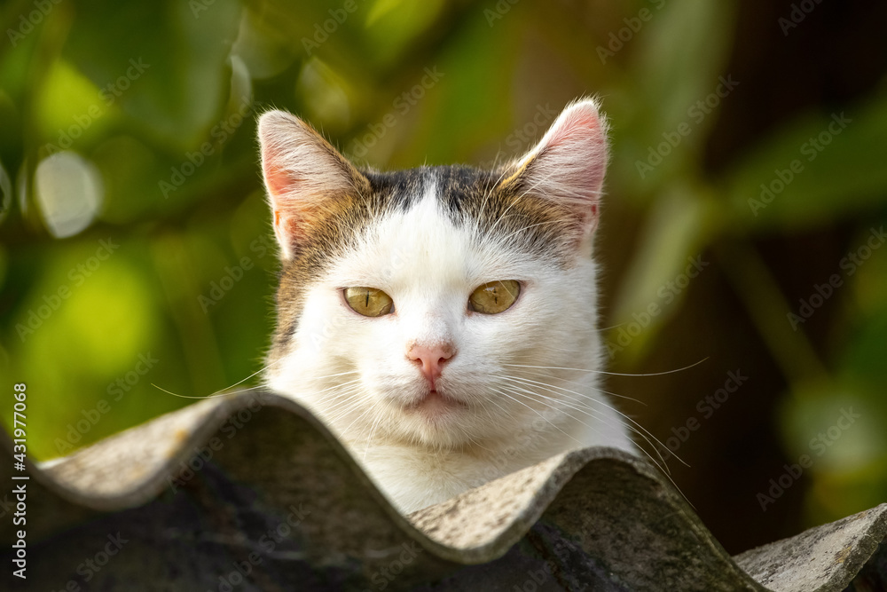 Fototapeta premium White spotted cat on the roof of the house among the green vegetation