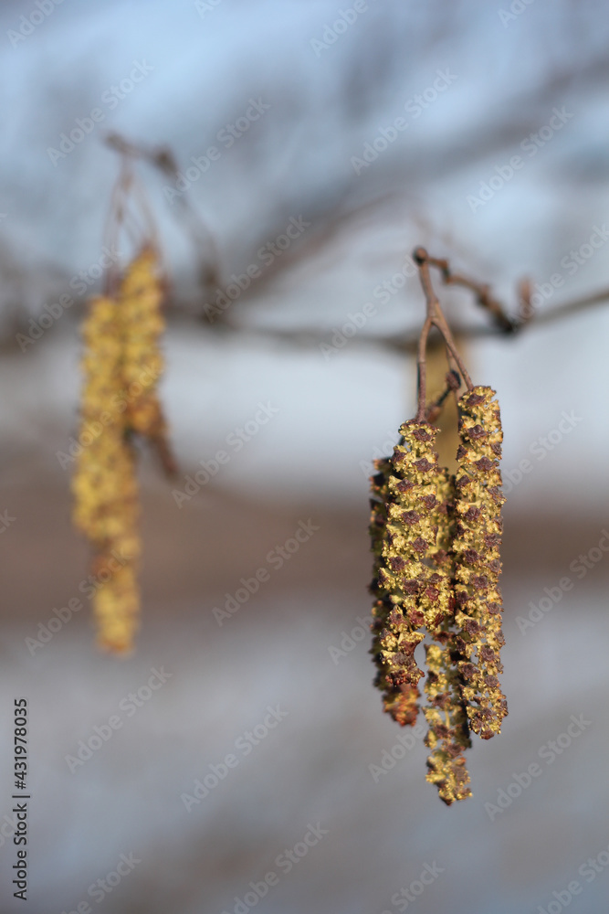 Alnus catkins from grey alder (Alnus incana) Alnus catkins from grey alder (Alnus incana)