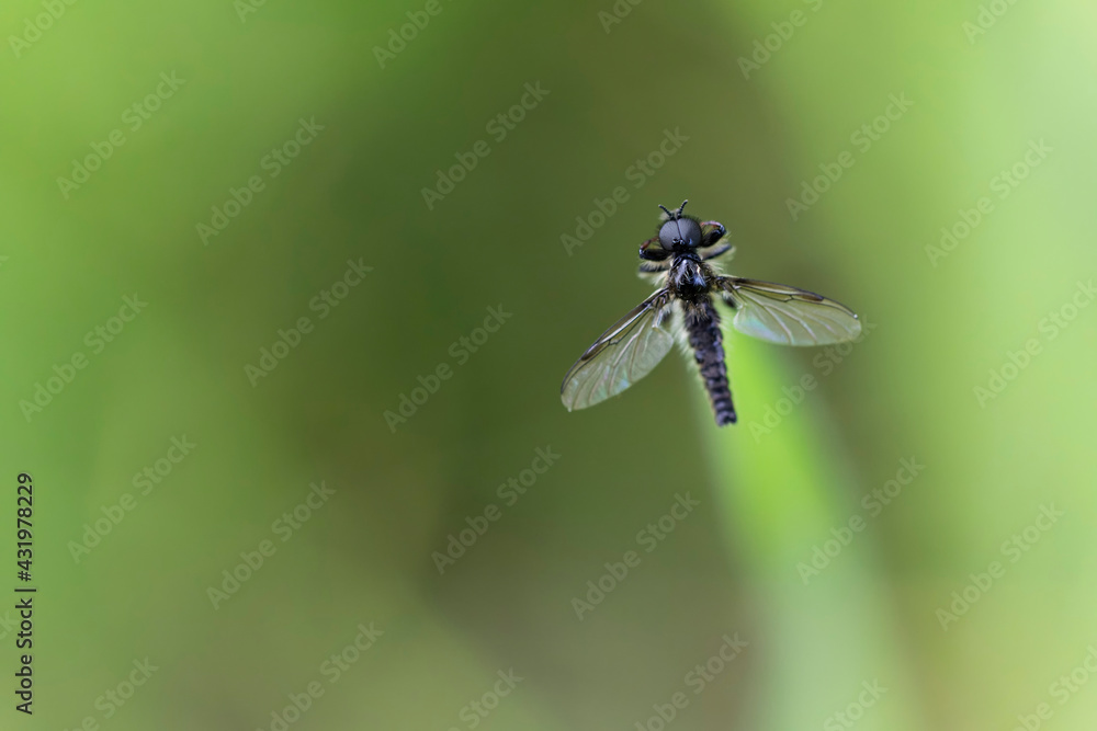Mouche de mai Bibio posée ailes écartées sur un brin d'herbe Mouche de mai Bibio posée ailes écartées sur un brin d'herbe
