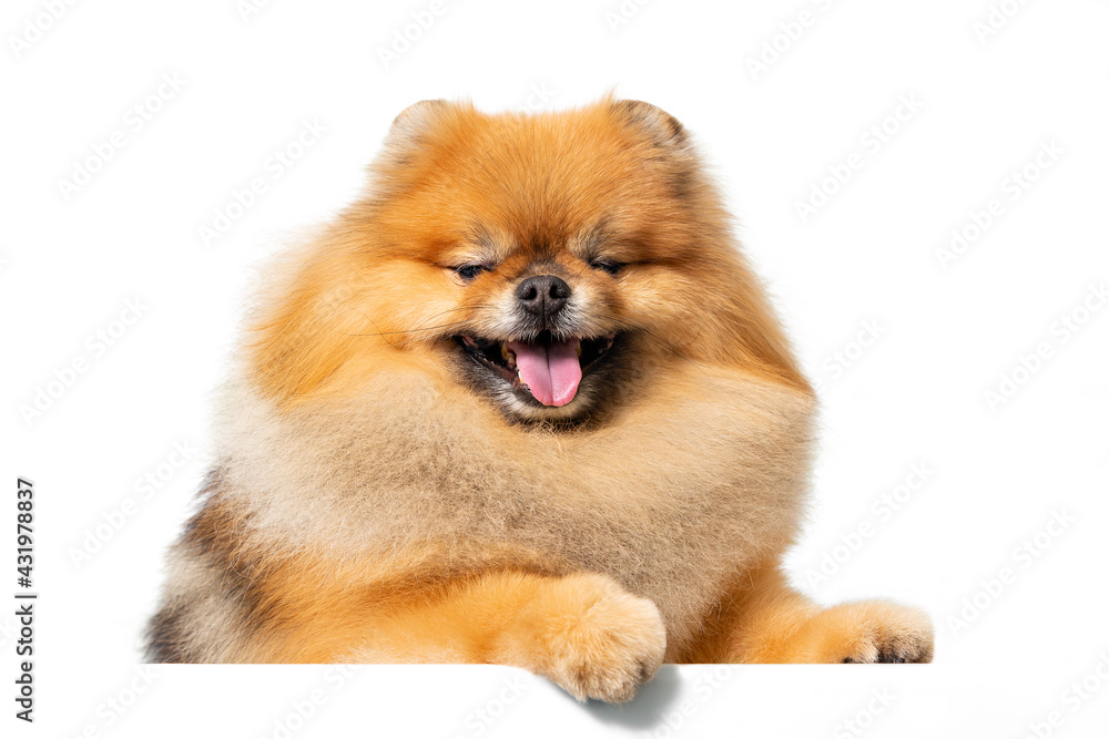 Portrait of a cheerful red spitz. Isolated on a white background.