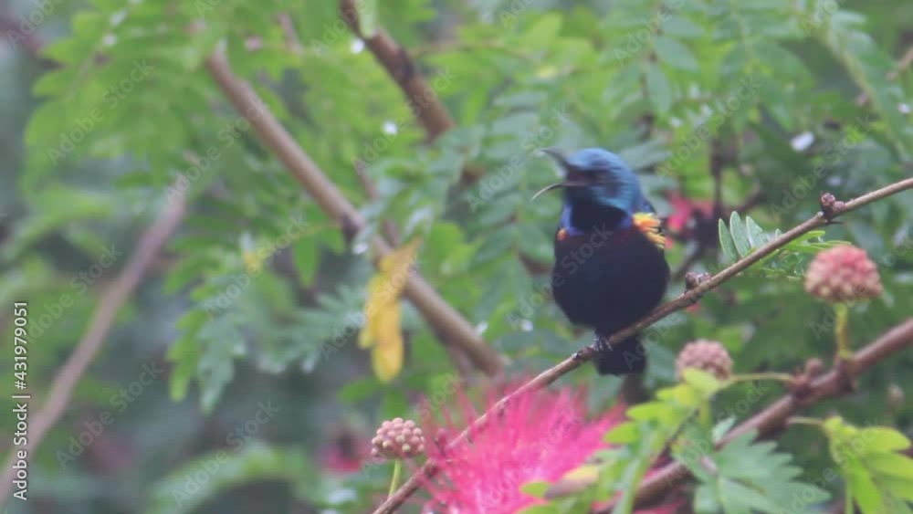 Purple Sunbird in breeding plumage. Sitting on a tree branch, iridescent with a shimmery, shiny colour somewhere in between blue and green and little bit yellow in between Purple Sunbird in breeding plumage. Sitting on a tree branch, iridescent with a shimmery, shiny colour somewhere in between blue and green and little bit yellow in between