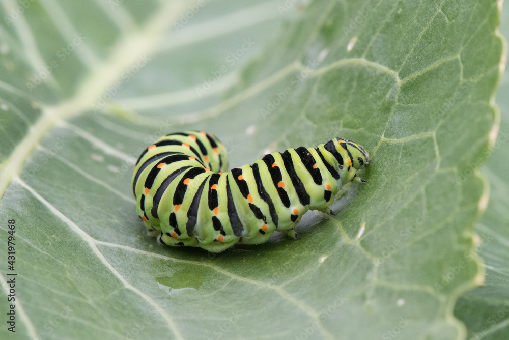 Fototapeta premium Caterpillar on leaf