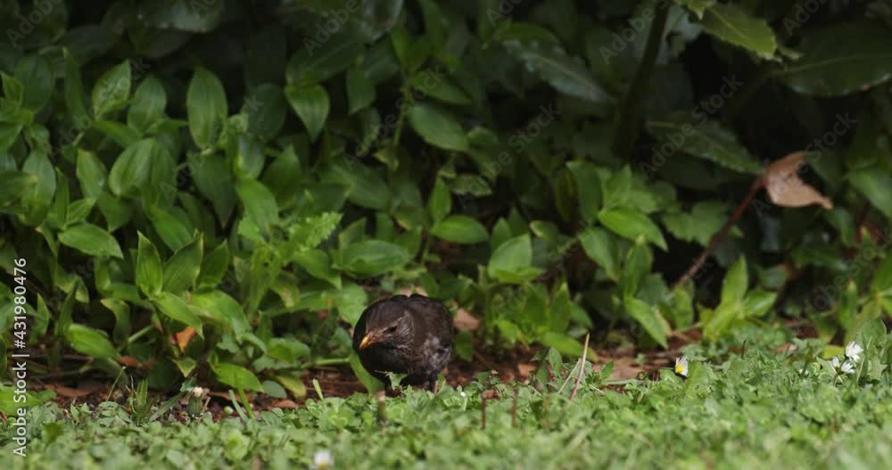The common blackbird female (Turdus merula) is hunting in the park The common blackbird female (Turdus merula) is hunting in the park