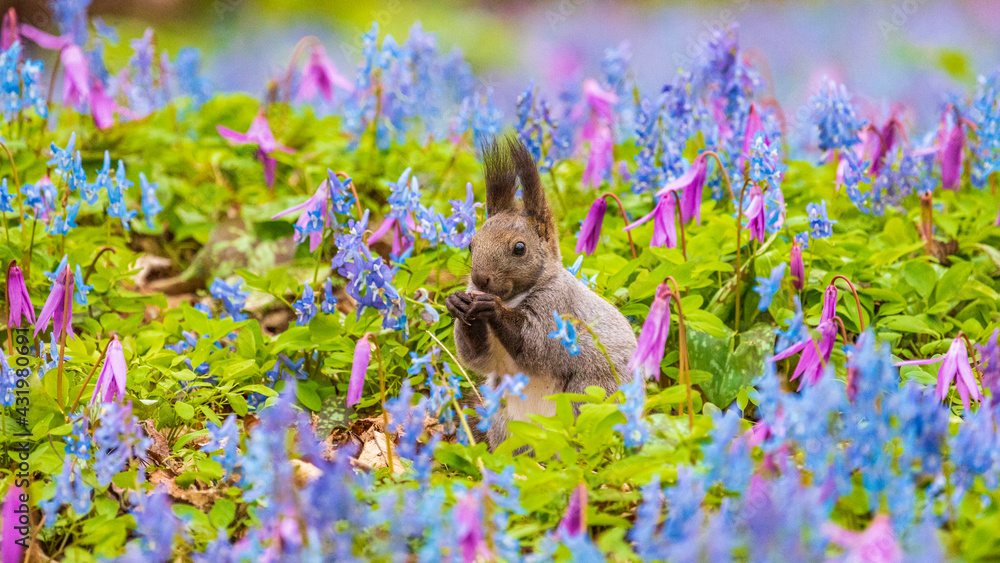 Obraz premium エゾリス 花畑