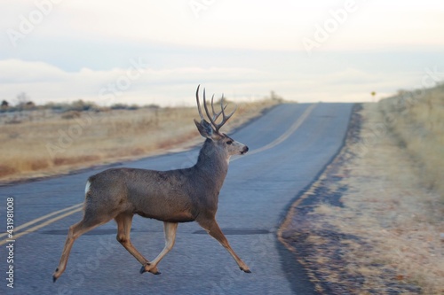 Mule deer buck crosses road