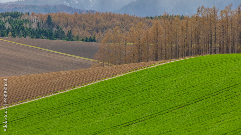 Obraz premium 美瑛 丘 春