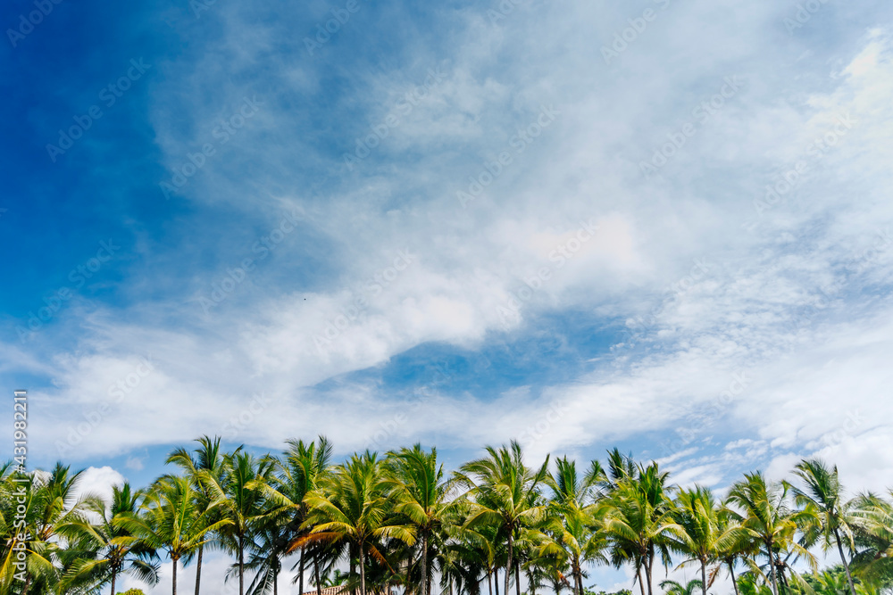 Palm trees against white clouds Palm trees against white clouds