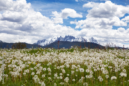 Meadow of dandelion flowers agianst cloudy sky photo