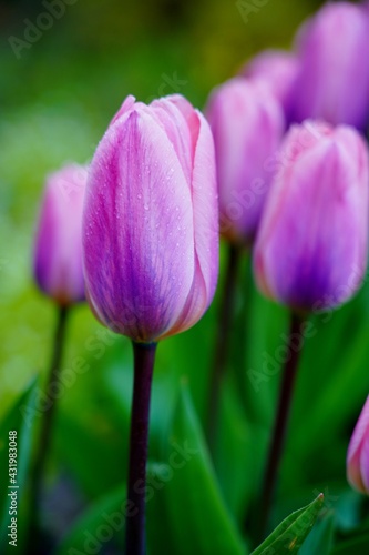  Beautiful, colorful and fragrant tulips - soft focus