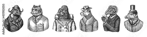 Gorilla monkey astronaut. Sheep drinks beer. Cheetah in coat. Buffalo Bull in hat tiger doctor in a suit. Pig hairdresser or vitorian gentleman. Fashion animal character. Hand drawn sketch. photo