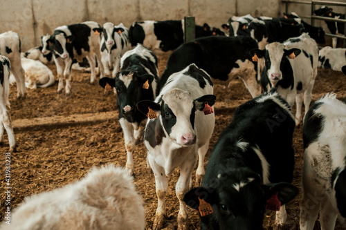 Calves with livestock tags in stable at stable photo